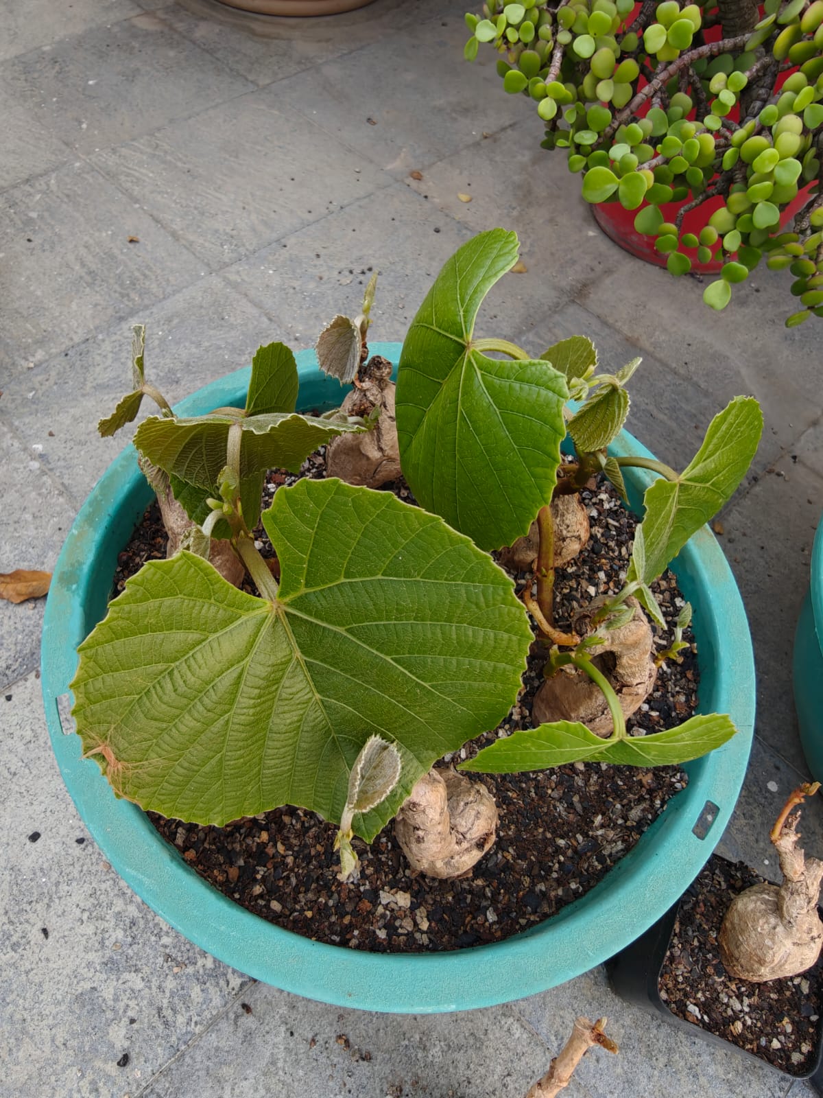 Cambodian Wild Grape Ampelocissus Martini