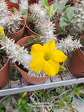Pachypodium Densiflorum