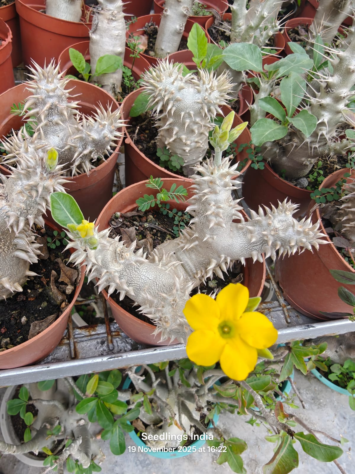 Pachypodium Densiflorum
