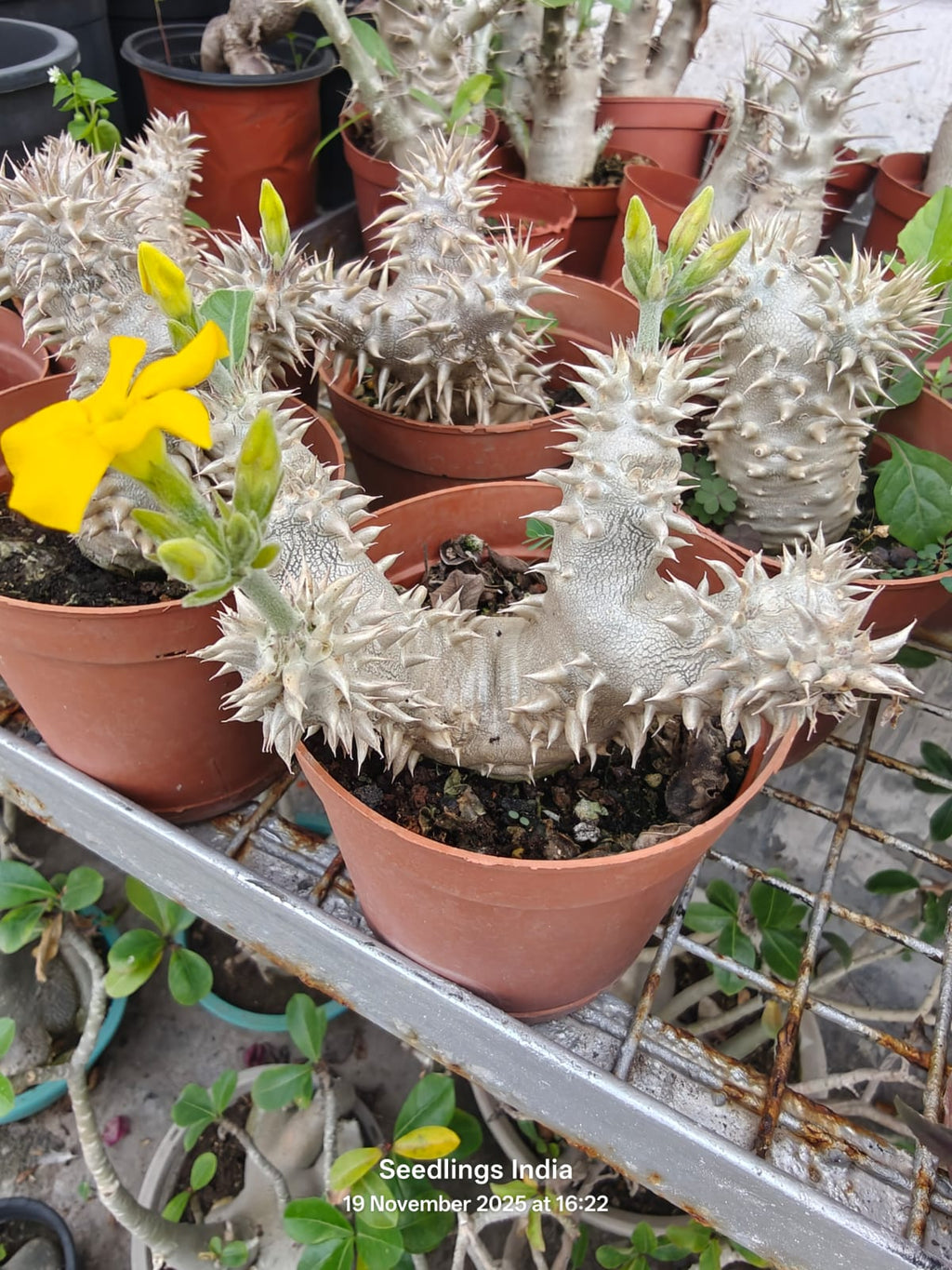 Pachypodium Densiflorum