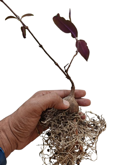 Petopentia Natalensis
