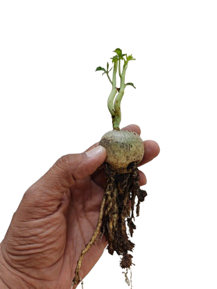 Jatropha Berlandieri