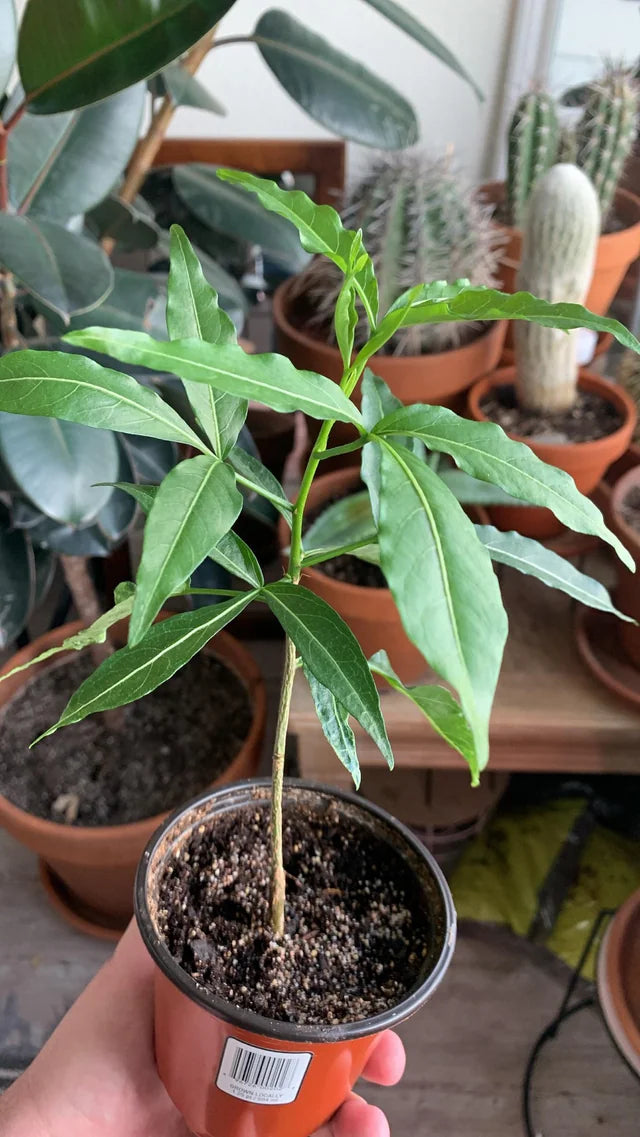 Adansonia grandidieri