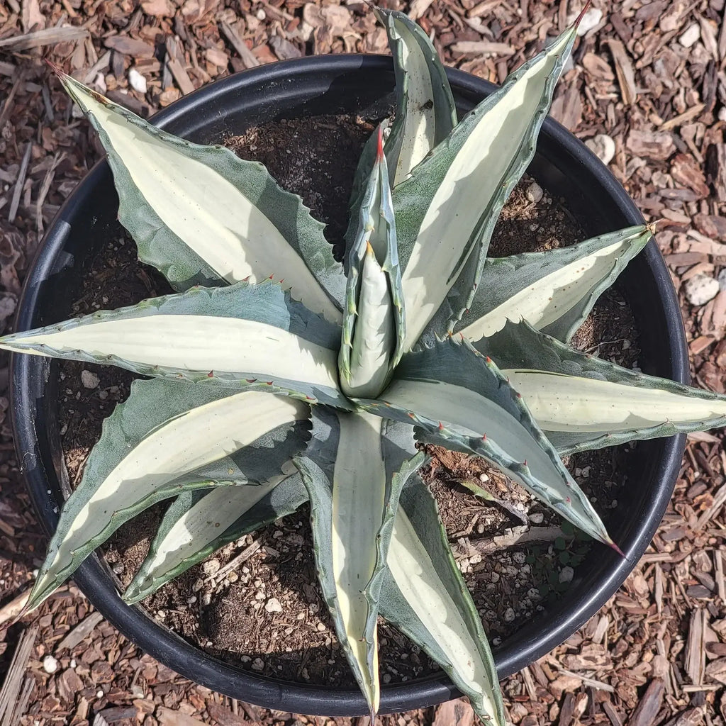 Agave Americana Mediopicta Alba