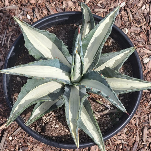 Agave Americana Mediopicta Alba