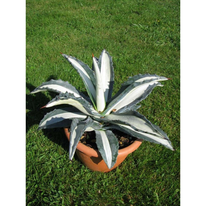 Agave Americana Mediopicta Alba