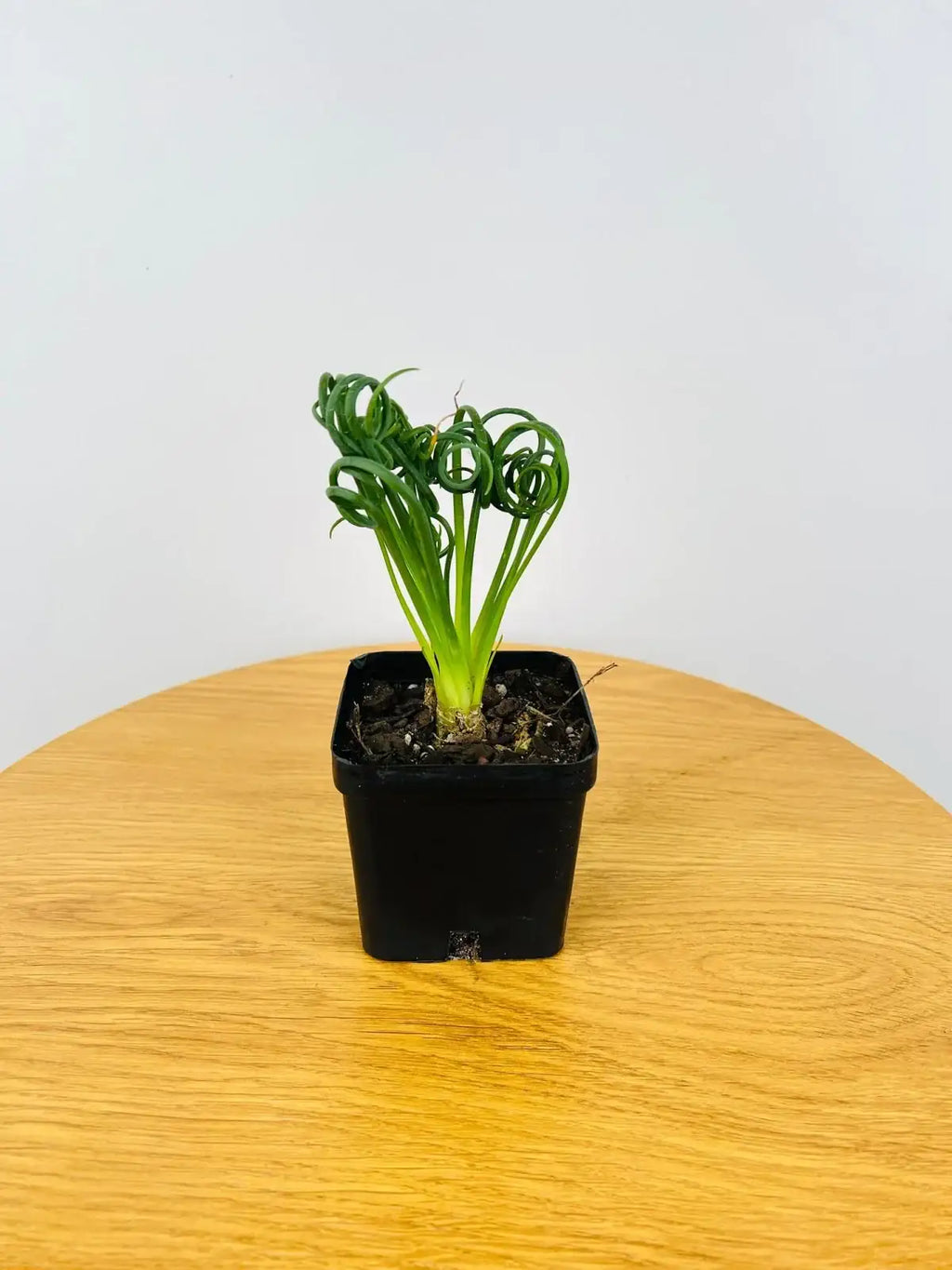 Albuca Spiralis