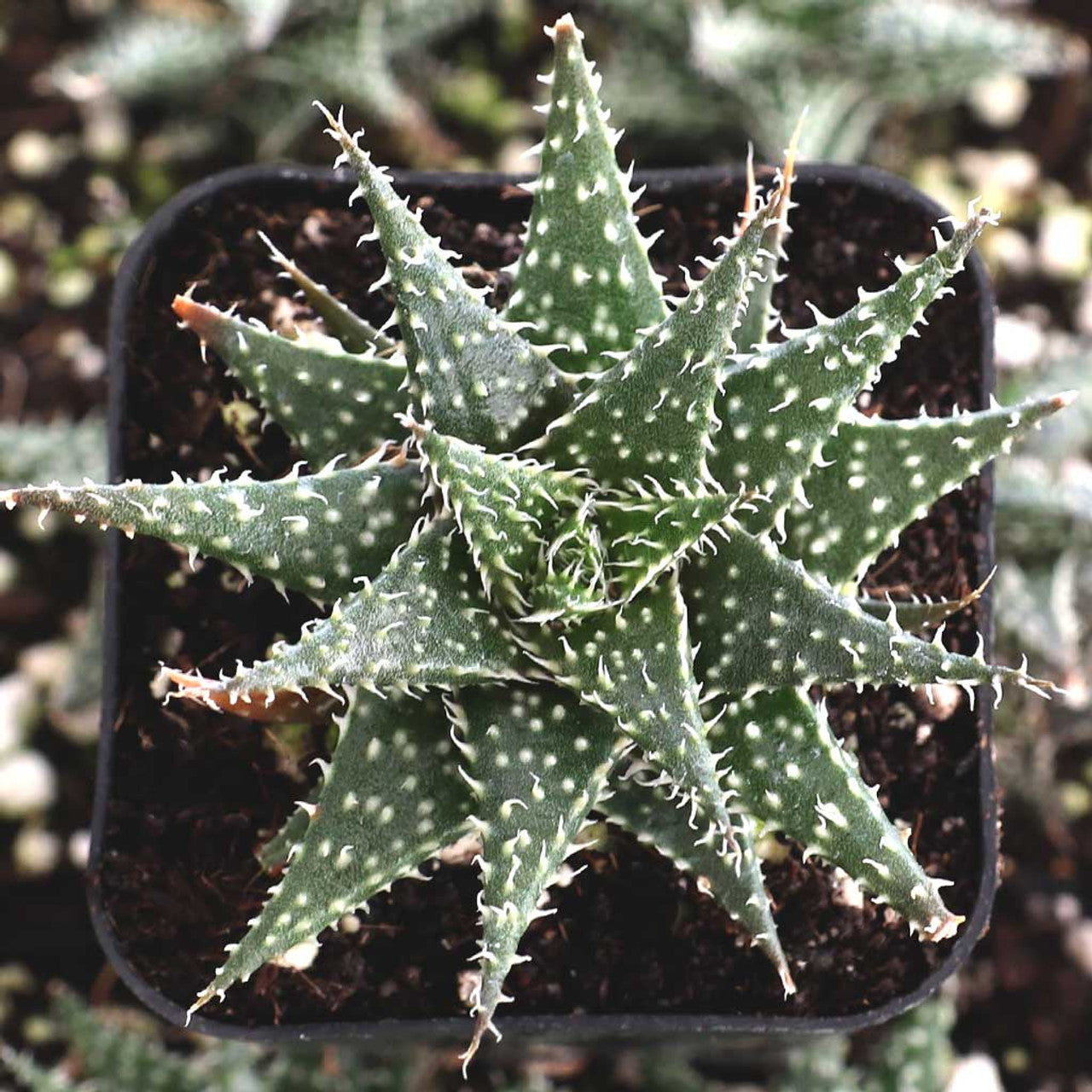 Aloe Hybrid Descoingsii X Haworthioides