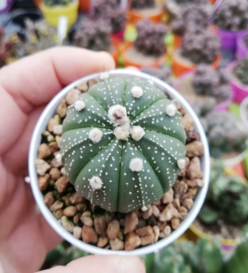 Astrophytum asterias