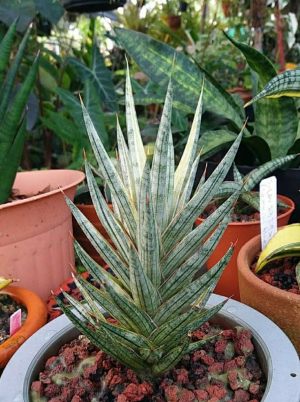 Sansevieria Francisii White Variegated