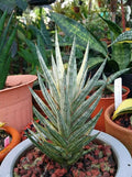 Sansevieria Francisii White Variegated