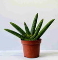 Sansevieria Boncel
