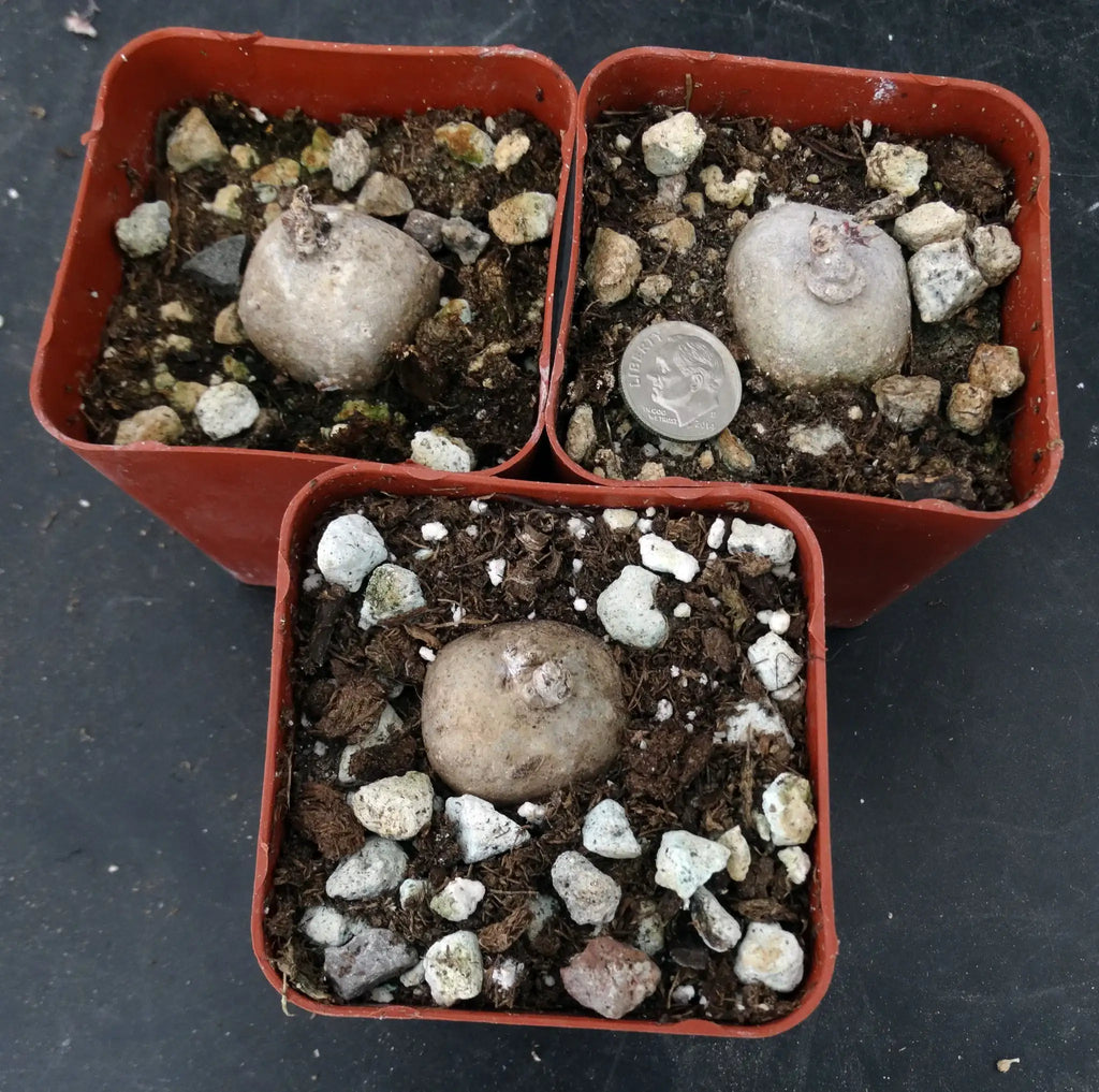 Brachystelma Spec Thailand
