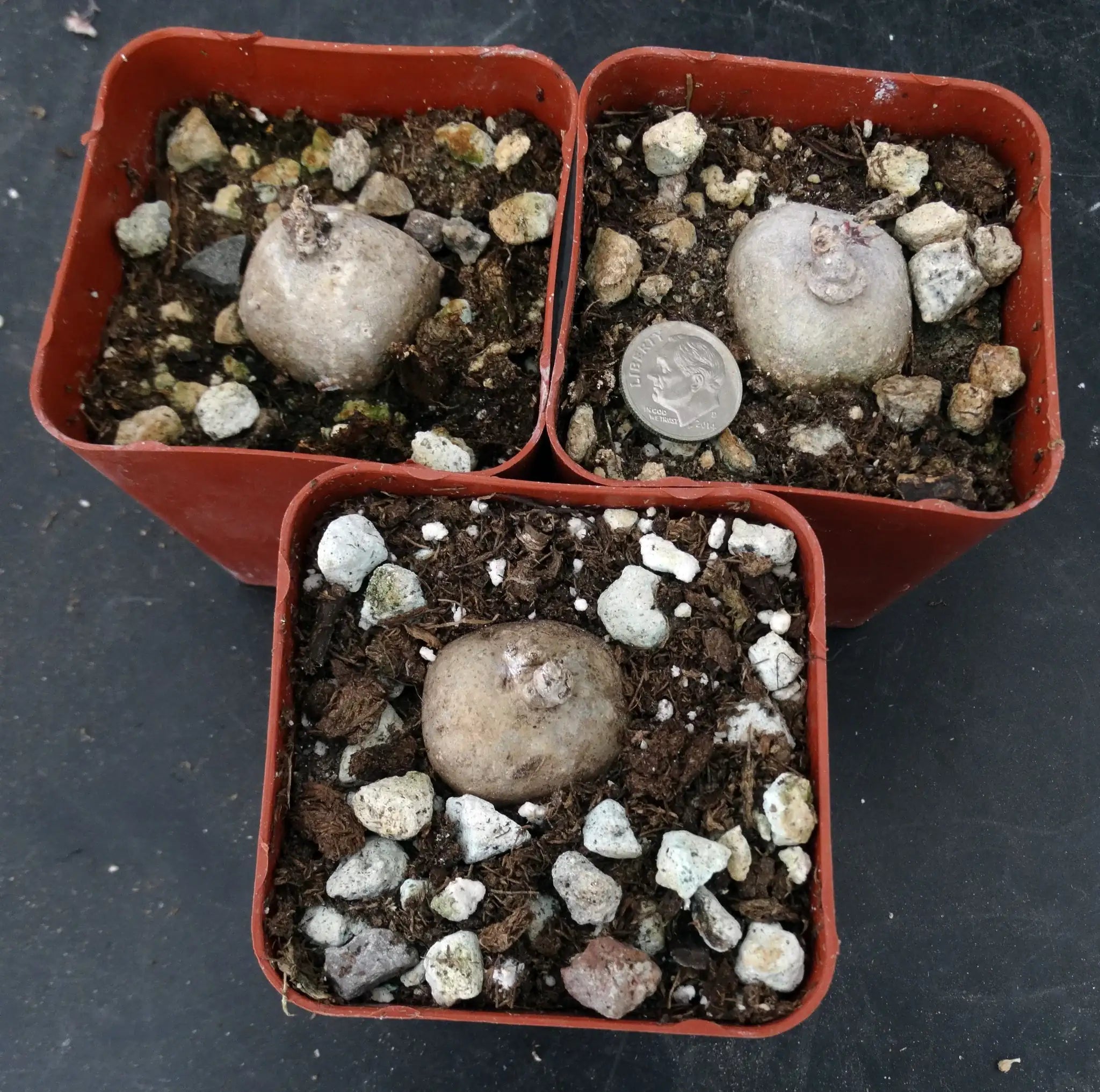 Brachystelma Spec Thailand