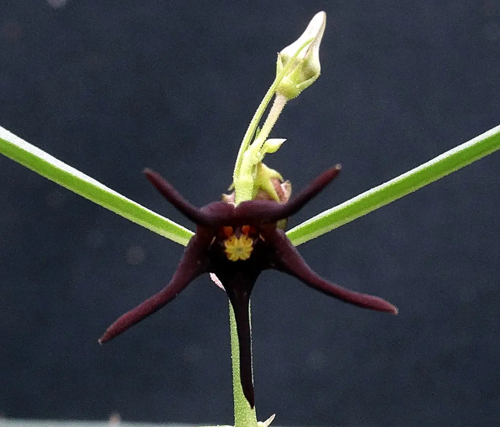 Brachystelma Spec Thailand