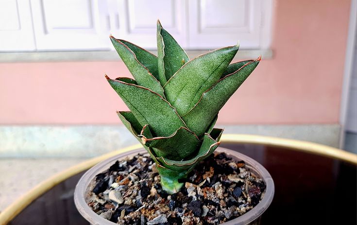 Sansevieria Andaman