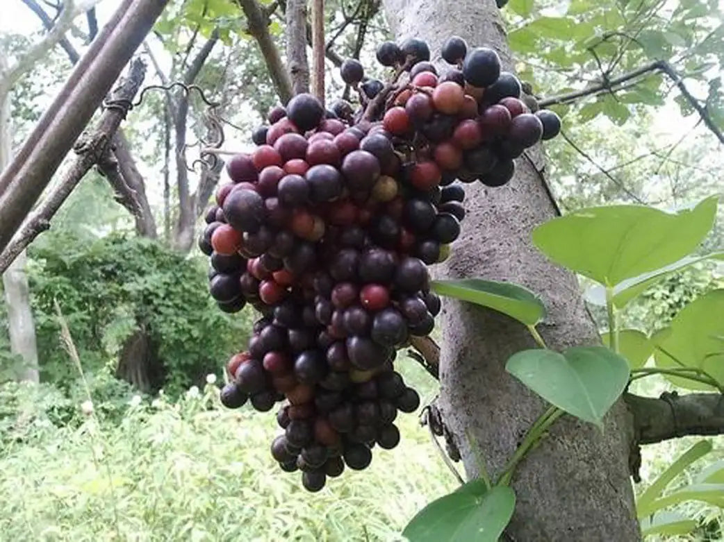 Cambodian Wild Grape Ampelocissus Martini
