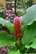 Vibrant pink and red tropical flower with lush green leaves in a garden setting