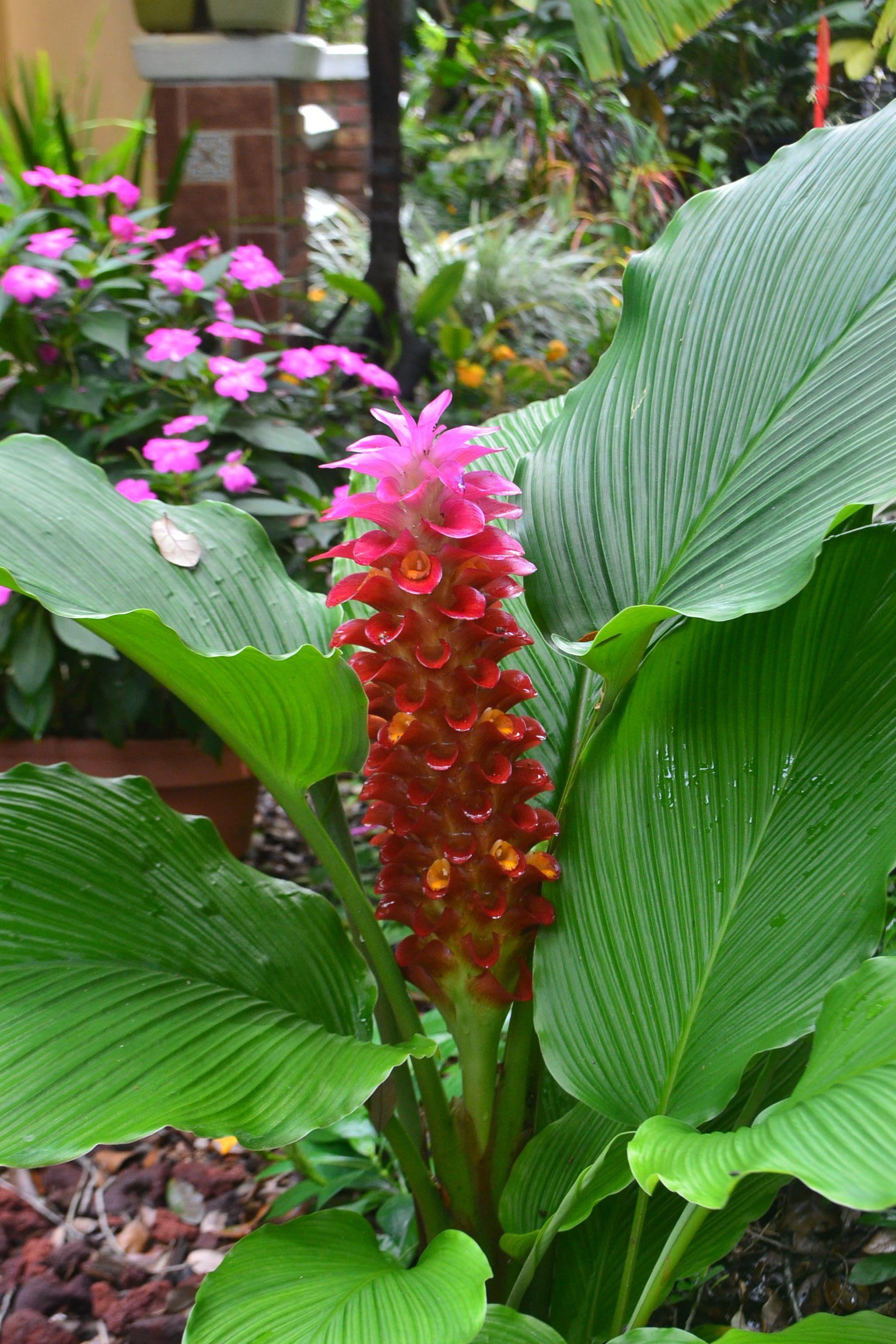 Curcuma Banrai Red