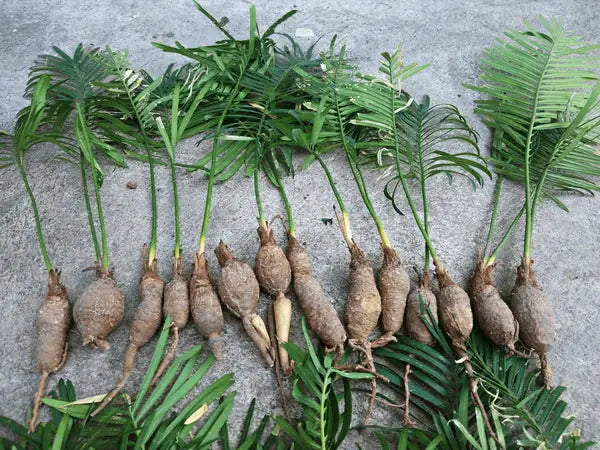 Cycas siamensis