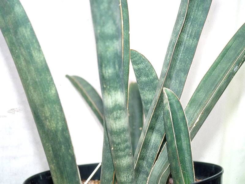 Sansevieria Hallii