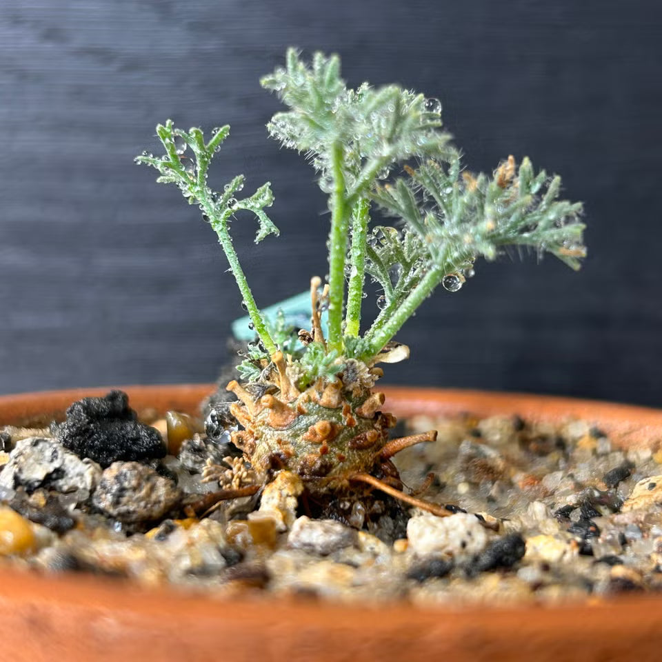 Monsonia Multifida