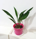 Sansevieria Concinna