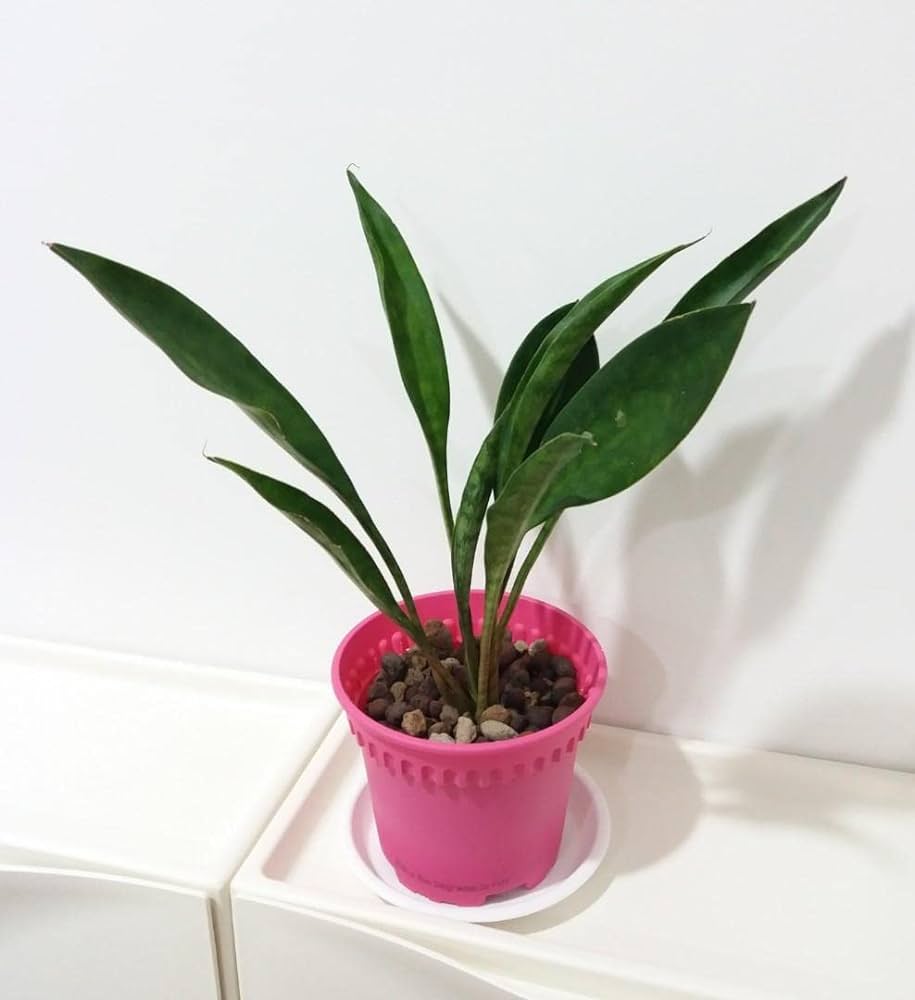Sansevieria Concinna