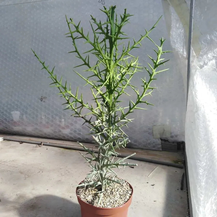 Euphorbia Stenoclada