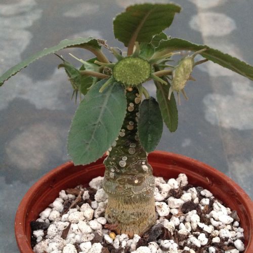 Dorstenia Foetida