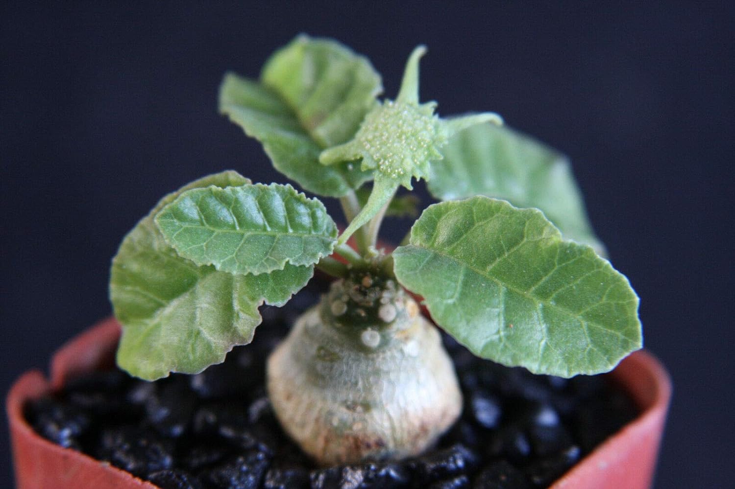 Dorstenia Foetida