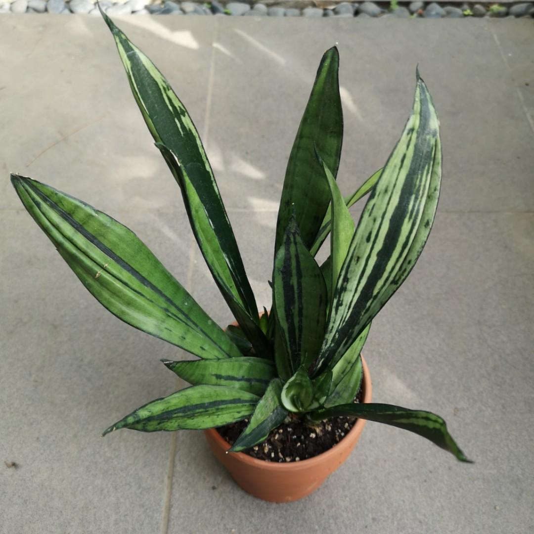 Sansevieria Brazilian Moonshine