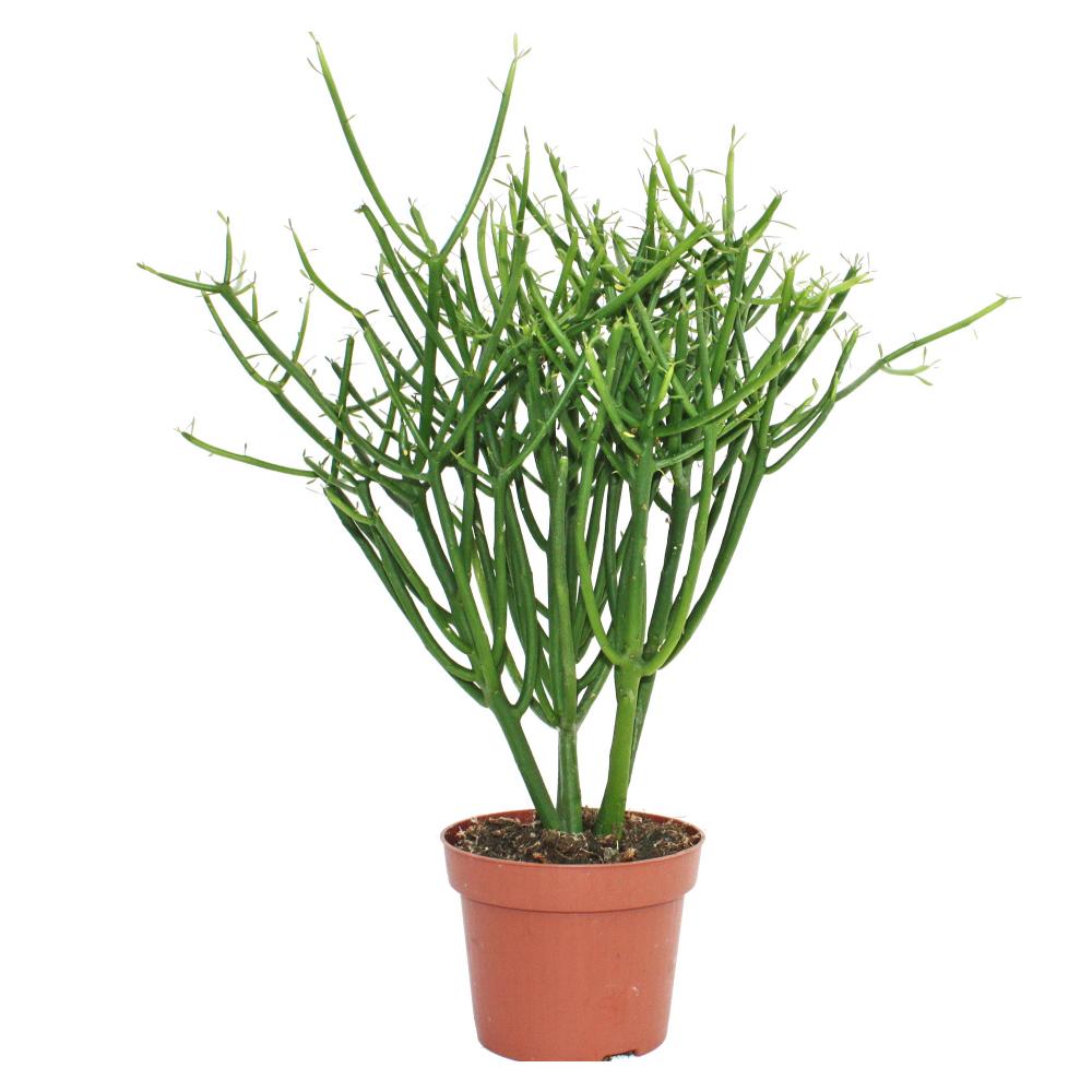 Euphorbia Tirucalli Pencil Tree