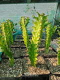 Euphorbia Lactae Variegated