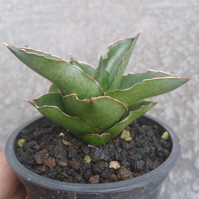 Sansevieria Andaman