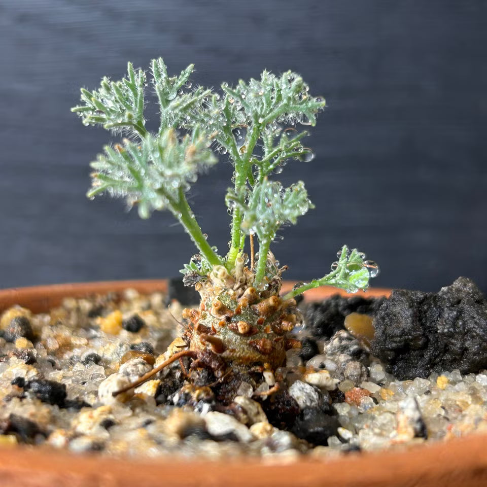 Monsonia Multifida
