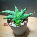 Sansevieria Moose