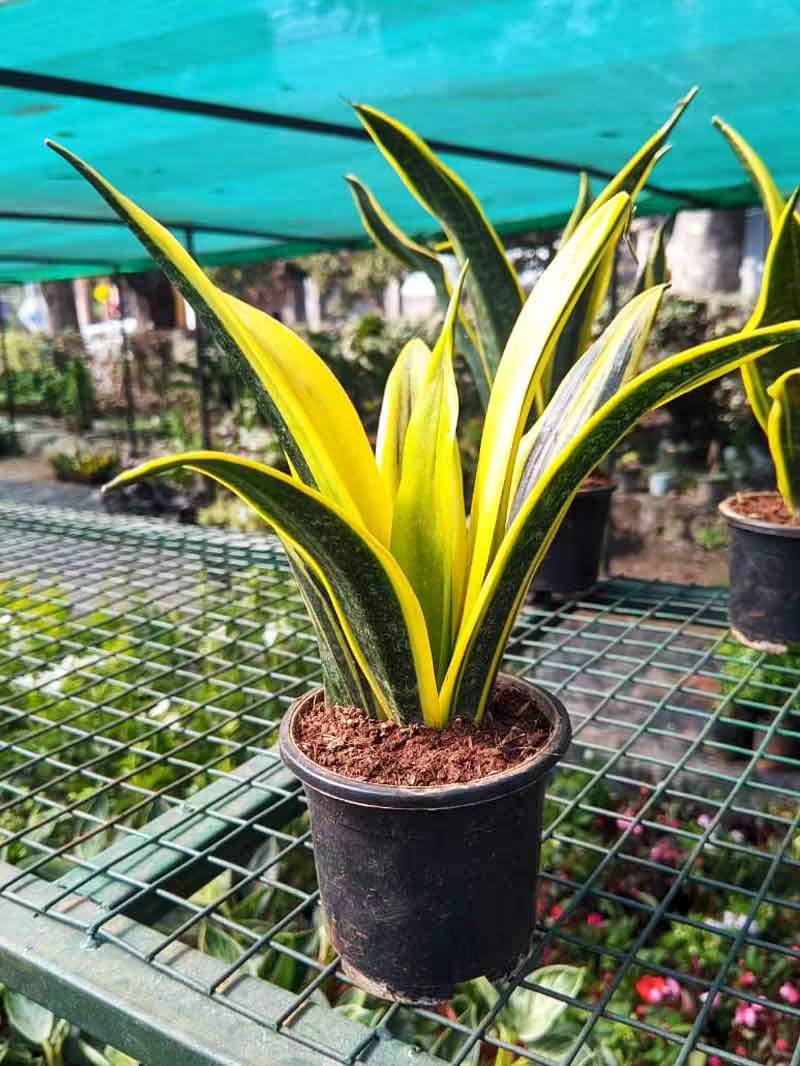 Sansevieria Gold Flame