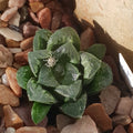 Haworthia Shiba Toshi