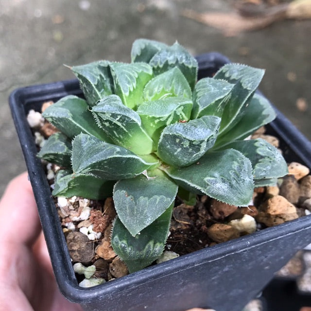 Haworthia Shiba Toshi