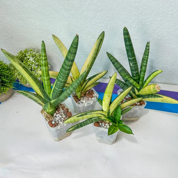 Sansevieria Boncel Variegated