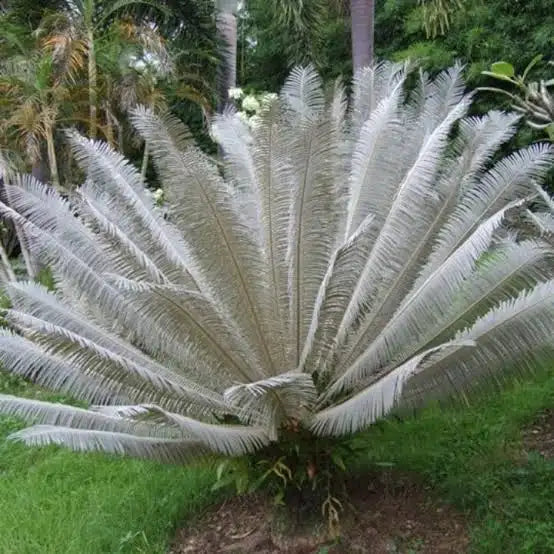 Cycas siamensis