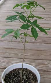 Adansonia grandidieri