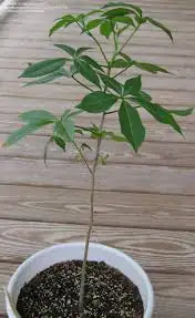Adansonia grandidieri