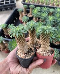 Euphorbia Sotetsu Kirin