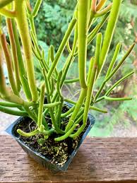 Euphorbia Tirucalli Pencil Tree