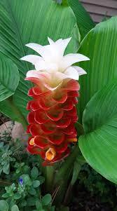 Vibrant red and white tropical flower with lush green leaves, ideal for exotic plant collections.