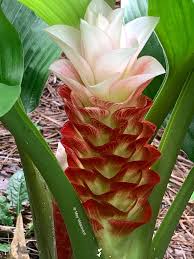 Curcuma Manee Siam Bulb