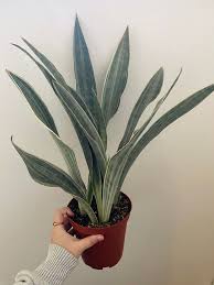 Sansevieria Metallica Siam Silver