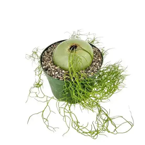 Bowiea volubilis
